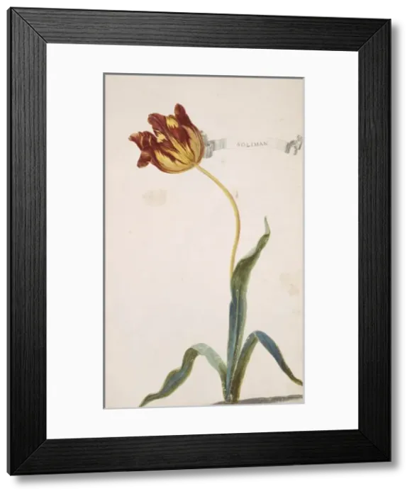 Framed Print : Tulipa sp. tulip Framed Print : Tulipa sp. tulip