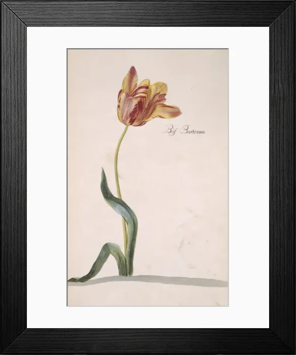 Framed Print : Tulipa sp. tulip Framed Print : Tulipa sp. tulip