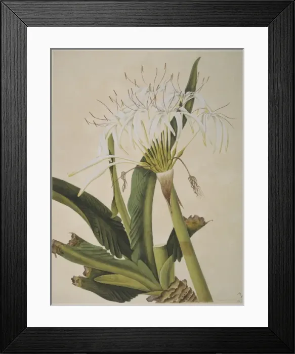 Framed Print : Plant Illustration Framed Print : Plant Illustration