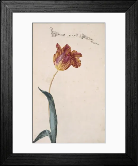 Framed Print : Tulipa sp. tulip Framed Print : Tulipa sp. tulip