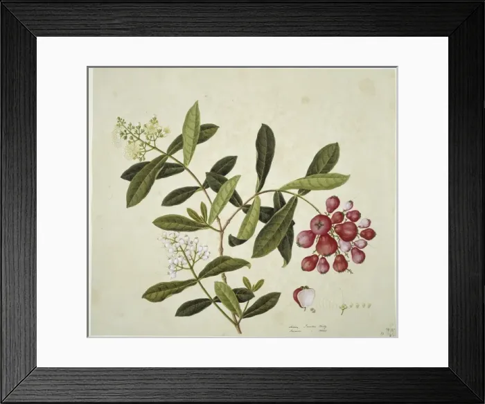 Framed Print : Plant Illustration Framed Print : Plant Illustration