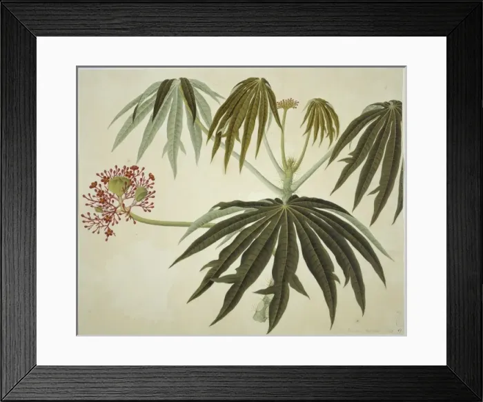 Framed Print : Plant Illustration Framed Print : Plant Illustration