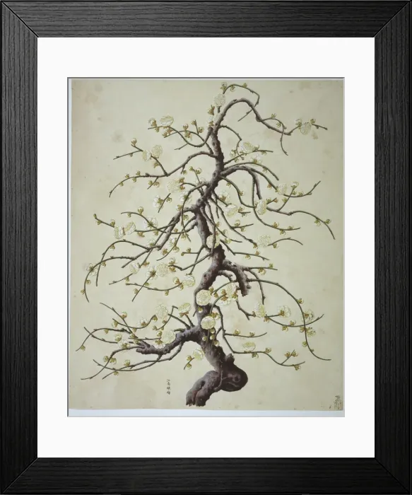 Framed Print : Plant Illustration Framed Print : Plant Illustration
