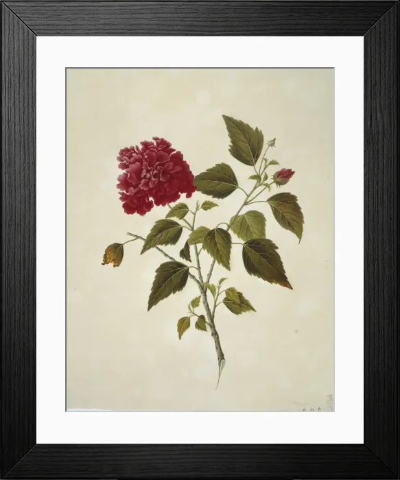 Framed Print : Plant Illustration Framed Print : Plant Illustration