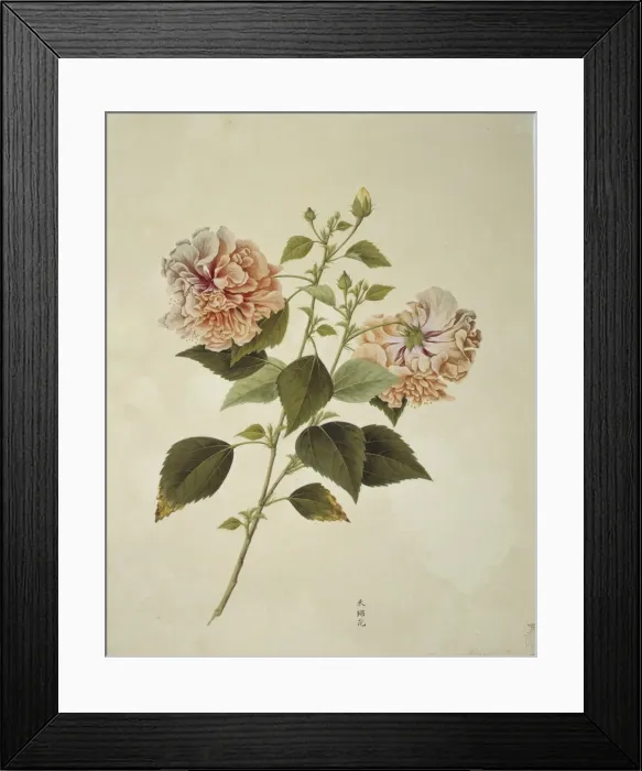 Framed Print : Plant Illustration Framed Print : Plant Illustration