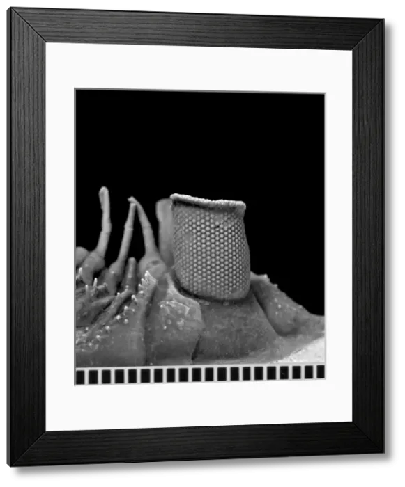 Framed Print : Erbenochile erbeni (Alberti) Framed Print : Erbenochile erbeni (Alberti)