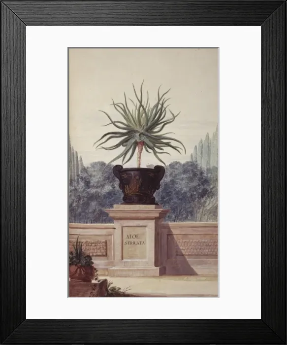 Framed Print : Aloe serrata Framed Print : Aloe serrata