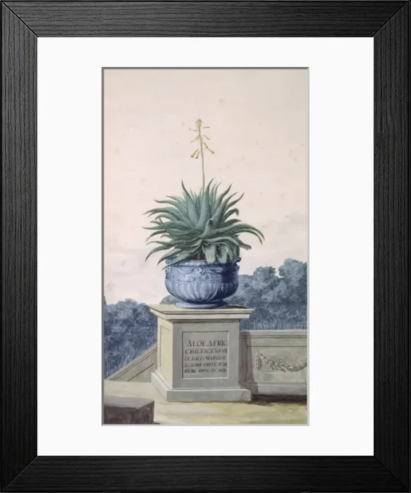 Framed Print : Aloe africana, spiny aloe Framed Print : Aloe africana, spiny aloe