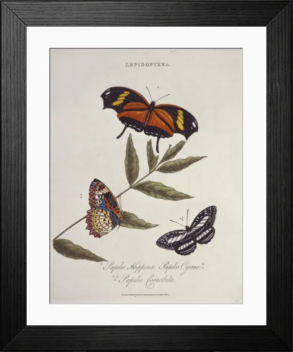 Framed Print : Papilio hippona, Papilio cyane & Papilio coenobita Framed Print : Papilio hippona, Papilio cyane & Papilio coenobita