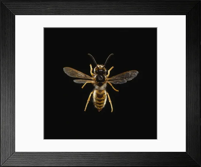 Framed Print : Vespula vulgaris L. common wasp Framed Print : Vespula vulgaris L. common wasp