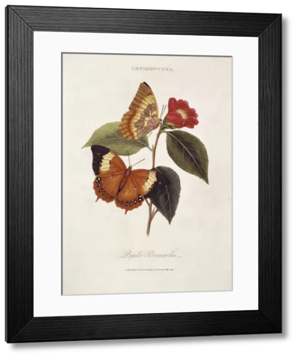 Framed Print : Charaxes bernardus, tawny rajah Framed Print : Charaxes bernardus, tawny rajah