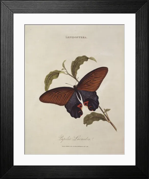 Framed Print : Papilio laomedon Framed Print : Papilio laomedon