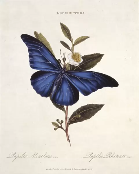 Morpho rhetenor, blue morpho butterfly