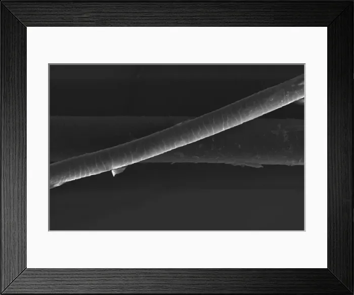Framed Print : Hair of the Dog Framed Print : Hair of the Dog