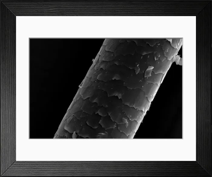 Framed Print : Hair of the Dog Framed Print : Hair of the Dog