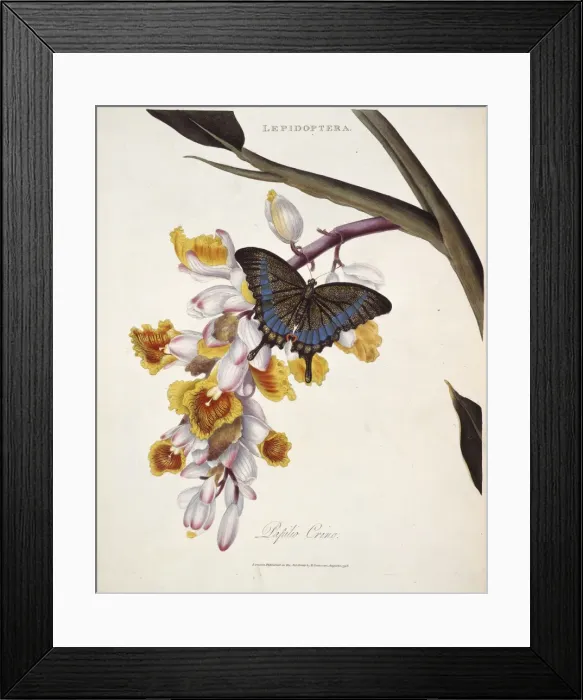 Framed Print : Papilio crino Framed Print : Papilio crino