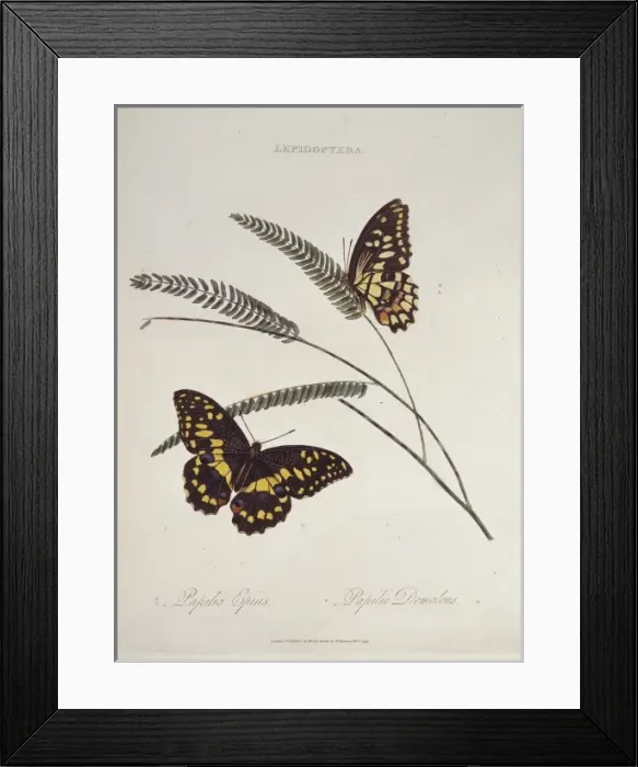 Framed Print : Papilio epius Framed Print : Papilio epius