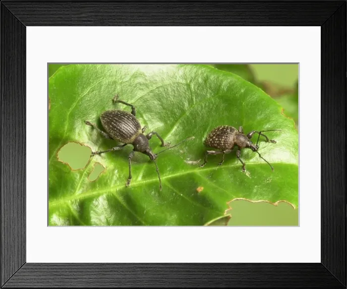 Framed Print : Otiorhynchus armadillo and O. salicicola, armadillo weevil Framed Print : Otiorhynchus armadillo and O. salicicola, armadillo weevil