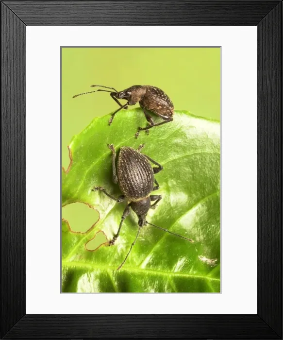 Framed Print : Otiorhynchus armadillo and O. salicicola, armadillo weevil Framed Print : Otiorhynchus armadillo and O. salicicola, armadillo weevil