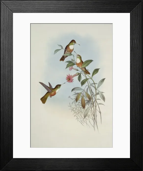 Framed Print : Amazilia amazilia dumerilii, Amazilia hummingbird Framed Print : Amazilia amazilia dumerilii, Amazilia hummingbird