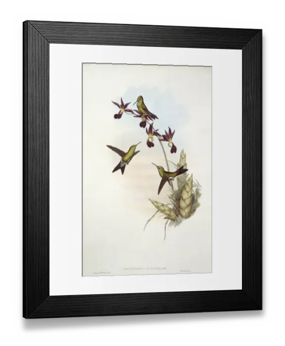 Framed Print : Hummingbird Framed Print : Hummingbird