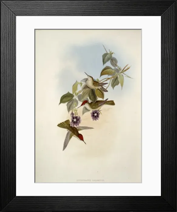 Framed Print : Sephanoides sephanoides, green-backed firecrown Framed Print : Sephanoides sephanoides, green-backed firecrown