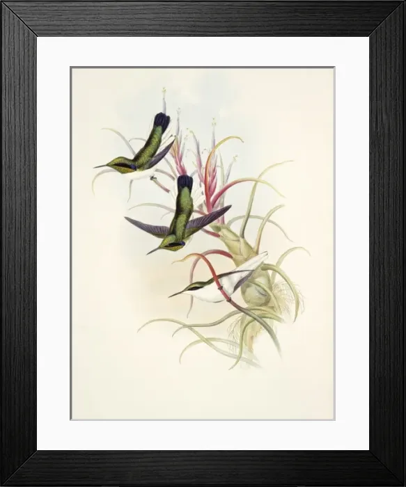 Framed Print : Heliothrix aurita phainolaemus, black-eared fairy Framed Print : Heliothrix aurita phainolaemus, black-eared fairy