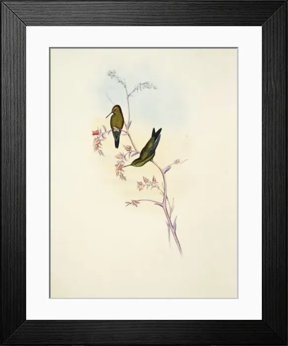 Framed Print : Chlorostilbon angustipennis, Columbian emerald Framed Print : Chlorostilbon angustipennis, Columbian emerald