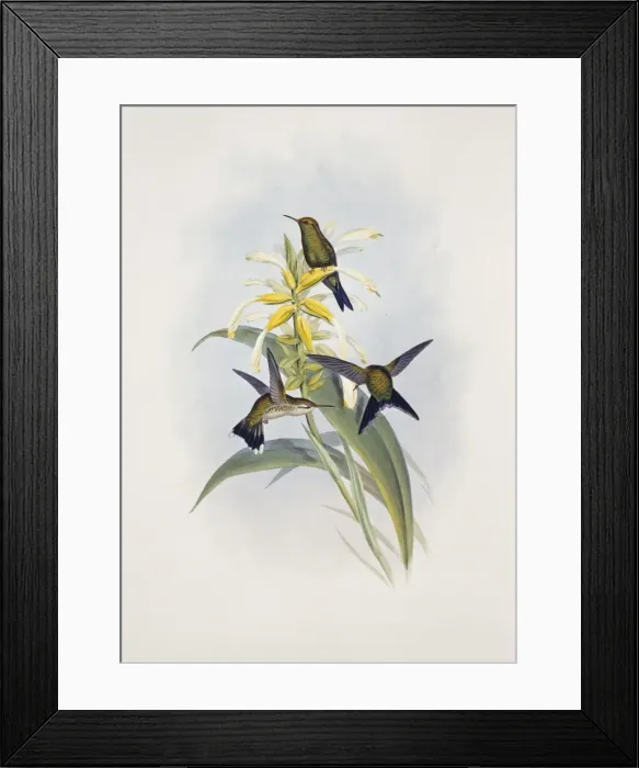 Framed Print : Chlorostilbon canivetii, Canivets emerald Framed Print : Chlorostilbon canivetii, Canivets emerald
