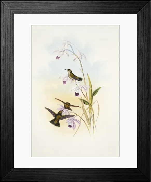 Framed Print : Chlorostilbon alice, green-tailed emerald Framed Print : Chlorostilbon alice, green-tailed emerald