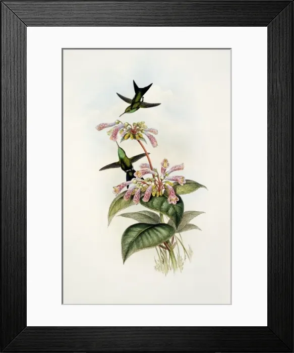 Framed Print : Calliphlox amethystina x Chlorostilbon mellisugus Framed Print : Calliphlox amethystina x Chlorostilbon mellisugus