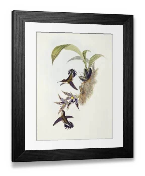 Framed Print : Phlogophilus hemileucurus, Ecuadorian piedtail Framed Print : Phlogophilus hemileucurus, Ecuadorian piedtail