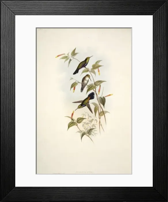 Framed Print : Hummingbird Framed Print : Hummingbird