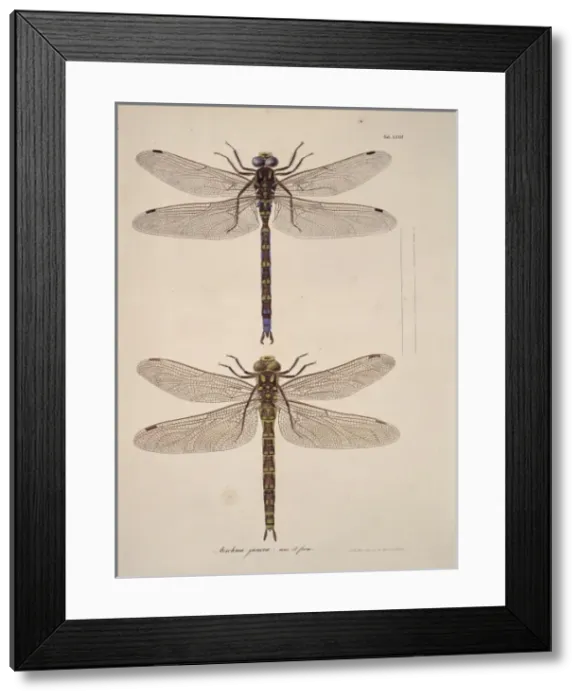 Framed Print : Aeshna sp. dragonflies Framed Print : Aeshna sp. dragonflies