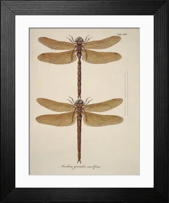 Framed Print : Aeshna sp. dragonflies Framed Print : Aeshna sp. dragonflies