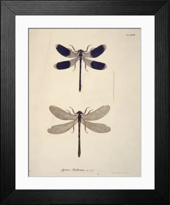 Framed Print : Aeshna sp. dragonflies Framed Print : Aeshna sp. dragonflies