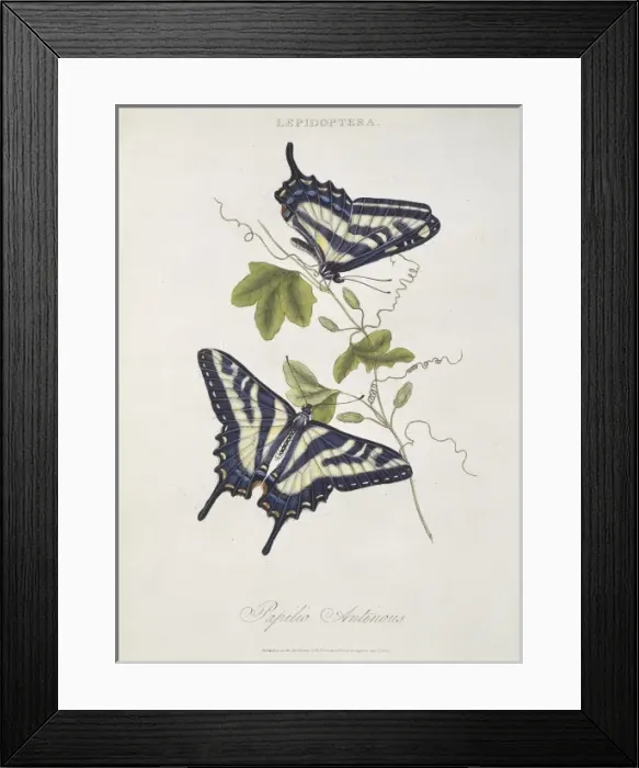 Framed Print : Papilio sp. butterflies Framed Print : Papilio sp. butterflies