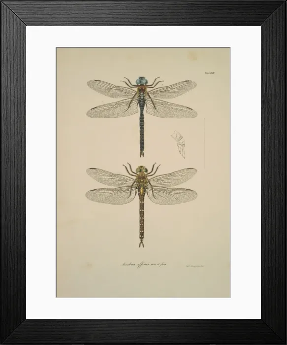 Framed Print : Aeshna sp. dragonflies Framed Print : Aeshna sp. dragonflies