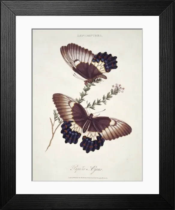 Framed Print : Papilio sp. butterflies Framed Print : Papilio sp. butterflies