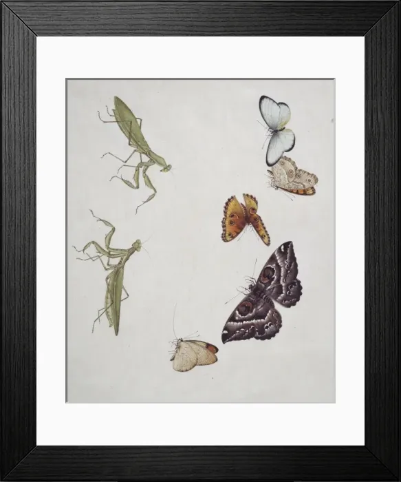 Framed Print : Insect species from China Framed Print : Insect species from China