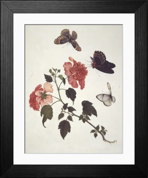 Framed Print : Insect species from China Framed Print : Insect species from China