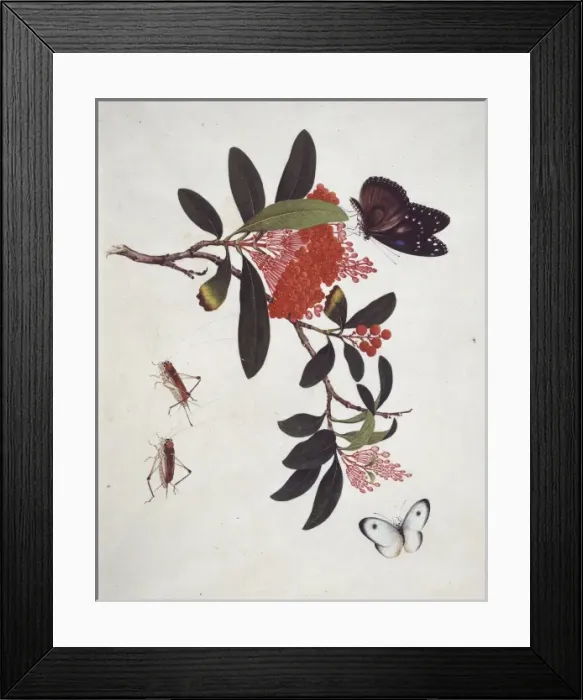 Framed Print : Insects species from China Framed Print : Insects species from China