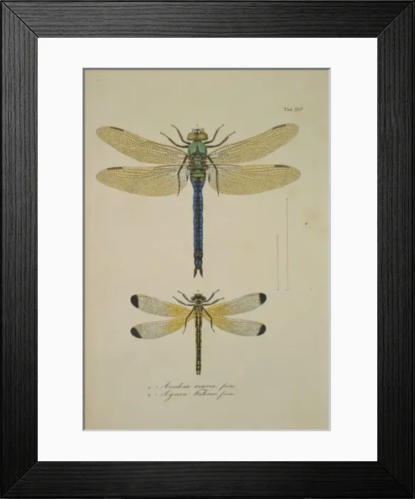 Framed Print : Aeshna sp. dragonflies Framed Print : Aeshna sp. dragonflies