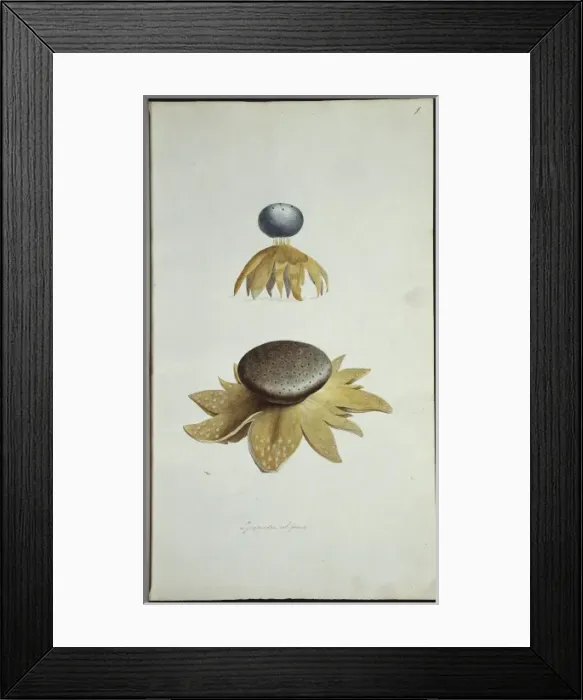Framed Print : Lycoperdon coliforme Framed Print : Lycoperdon coliforme