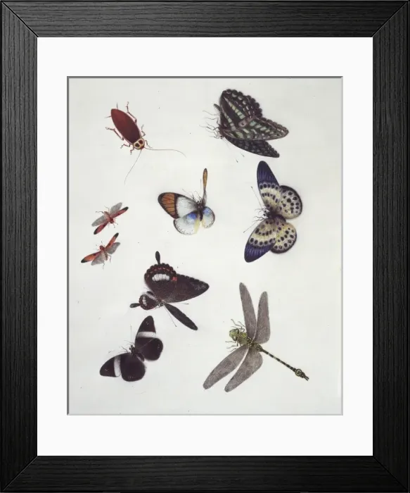 Framed Print : Insect species of China Framed Print : Insect species of China
