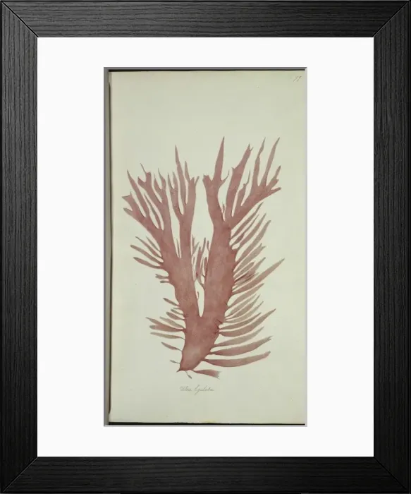 Framed Print : Ulva lingulatam, alga Framed Print : Ulva lingulatam, alga