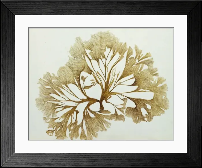 Framed Print : Ulva pavonia, alga Framed Print : Ulva pavonia, alga