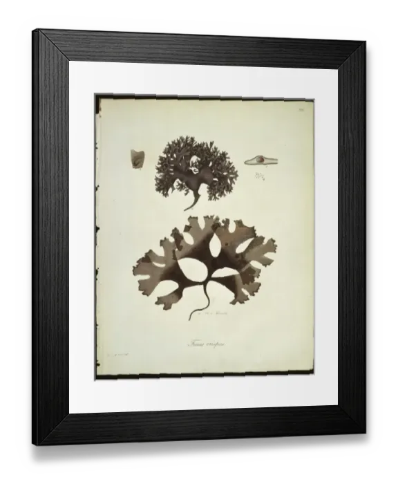 Framed Print : Fucus crispus, kelp Framed Print : Fucus crispus, kelp