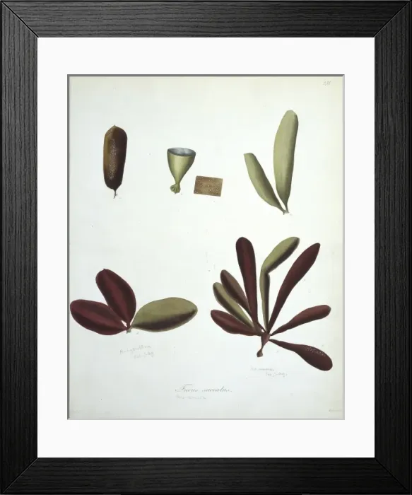 Framed Print : Fucus saccatus, kelp Framed Print : Fucus saccatus, kelp