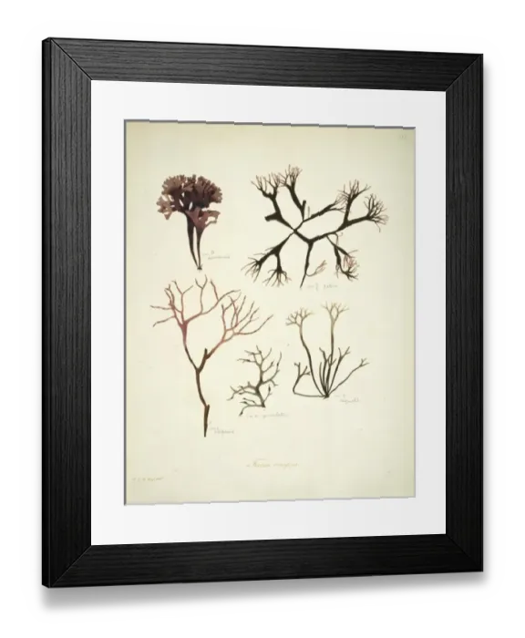 Framed Print : Fucus crispus, kelp Framed Print : Fucus crispus, kelp